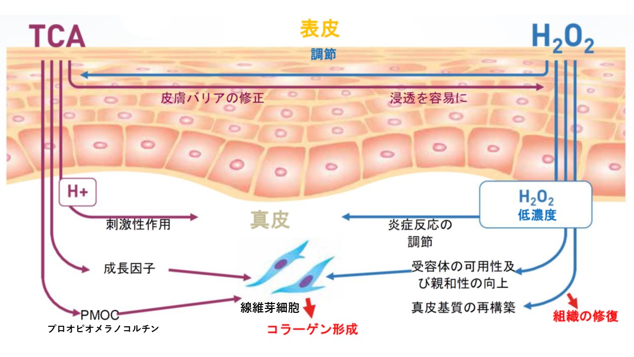 使用薬剤PRX-T33に含まれる3つの成分